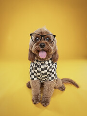 dog in glasses