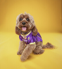 viking dog jersey