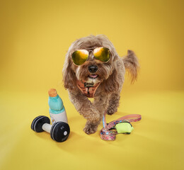 toy dog with glasses