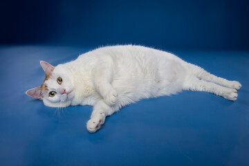 white cat with blue eyes
