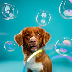 dog with bubbles