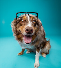dog with glasses