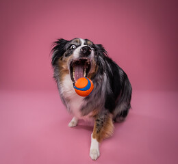 Australian Shepherd catching a ball