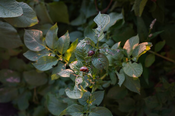 Fototapete bei efototapeten.de bestellen   