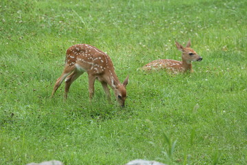Doe Deer Baby Bambi Triplets