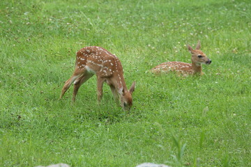 Doe Deer Baby Bambi Triplets