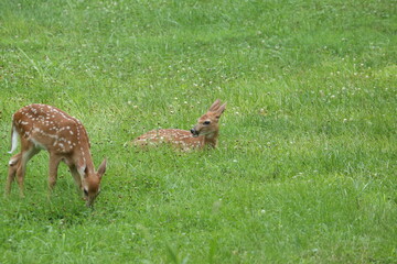 Doe Deer Baby Bambi Triplets