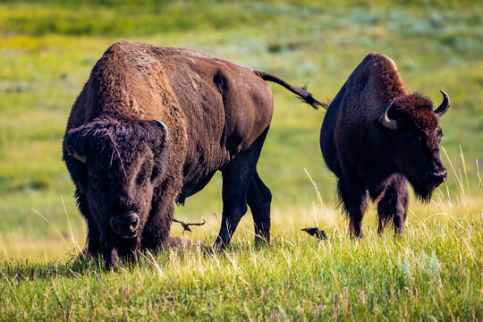Close-up Portrait of American Buffalo Feeding
