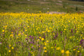 Mountain flowers - Dolomites - Italy