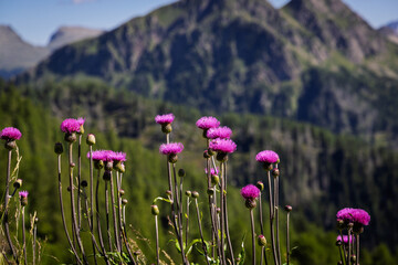 Mountain flowers - Dolomites - Italy