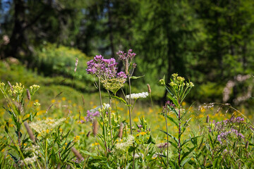 Mountain flowers - Dolomites - Italy