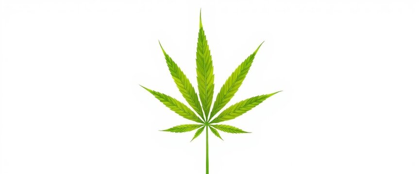 Gr&uuml;nes Hanfblatt als Vektor-Grafik auf wei&szlig;em Hintergrund. Ideal f&uuml;r CBD-Produkte, Aufkl&auml;rung oder Naturdesign.