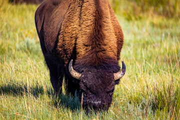 Close-up Portrait of American Buffalo Feeding