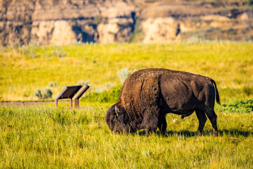 Close-up Portrait of American Buffalo Feeding
