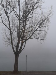 Kahler Baum im Nebel im Winter