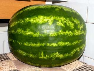 Watermelon is an annual herbaceous plant of the pumpkin family.Ripe juicy watermelon.Sugar...
