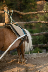 A brown-and-white pony with a long mane stands saddled beside a rustic wooden fence. Its tail hangs low, and the sunlight enhances the tones of its coat. © nicholasgeorgiou