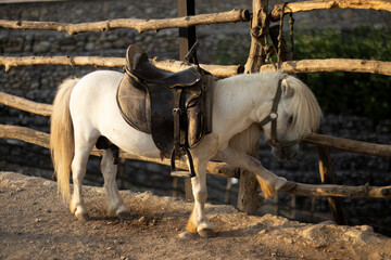 A brown-and-white pony with a long mane stands saddled beside a rustic wooden fence. Its tail hangs low, and the sunlight enhances the tones of its coat. © nicholasgeorgiou