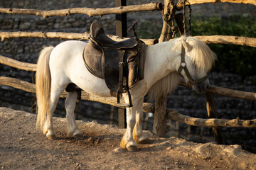 A brown-and-white pony with a long mane stands saddled beside a rustic wooden fence. Its tail hangs low, and the sunlight enhances the tones of its coat. © nicholasgeorgiou