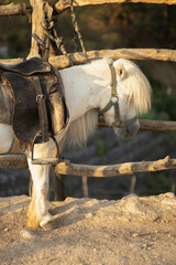 A brown-and-white pony with a long mane stands saddled beside a rustic wooden fence. Its tail hangs low, and the sunlight enhances the tones of its coat. © nicholasgeorgiou
