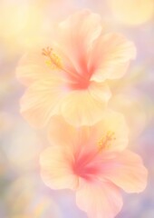 Soft pastel hibiscus blossoms
