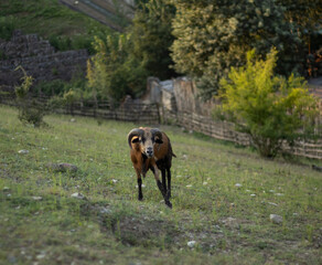 A brown ram stands facing the camera on a grassy slope, with a wooden fence and trees in the background. The animal’s horns curve outward, and its wool catches the sunlight, contrasting © nicholasgeorgiou