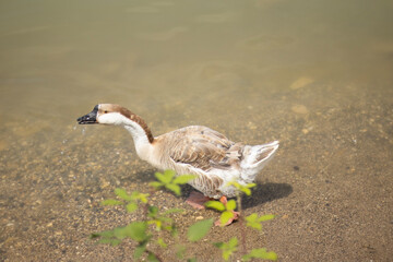 A goose stands at the edge of shallow, sandy water, with green plant leaves in the foreground. The bird’s light brown and white feathers are illuminated by sunlight, and gentle ripples form © nicholasgeorgiou