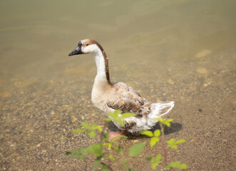 A goose stands at the edge of shallow, sandy water, with green plant leaves in the foreground. The bird’s light brown and white feathers are illuminated by sunlight, and gentle ripples form © nicholasgeorgiou