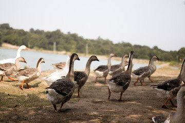 Mixed flock of geese walking across a patch of sandy soil near a body of water, with trees forming a soft background line. Several birds step forward with necks stretched, while others preen © nicholasgeorgiou