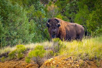 Close up wild buffalo portrait in the meadows of Roosevelt National Park North
