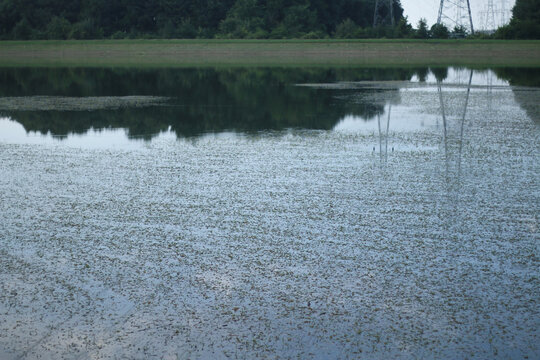 Shallow lake bordered by a continuous belt of trees reflects a faint evening sky, while mats of aquatic plants cover wide swaths of the surface. A quiet shoreline and power lines in the far distance