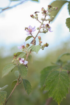 Flowering spray of bramble shows pinkish petals, green sepals, and swelling drupelet cores along a curved rachis. Side light reveals hairs on the stems and the mixture of fresh buds with withered