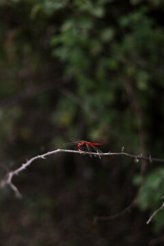 Scarlet anisopteran rests on a slender, arched twig before a shadowy thicket. The dragonfly keeps wings level and tail slightly raised, showing translucent membranes and a ruby thorax