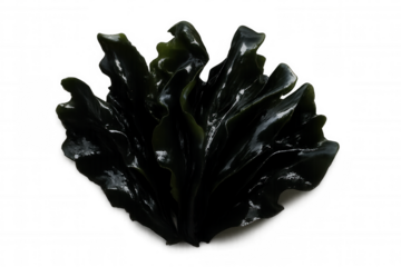 Dark green seaweed glistening, ruffled edges revealing intricate marine texture against clear underwater background