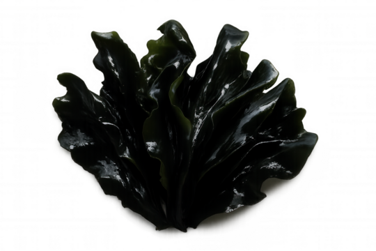 Dark green seaweed glistening, ruffled edges revealing intricate marine texture against clear underwater background