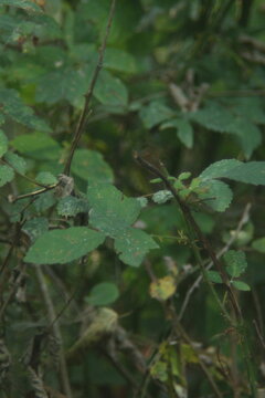 Close vegetation study showing thorny stems and matte green leaves with blemishes and insect bites. Branches intersect diagonally, producing a layered texture with shallow depth of field.