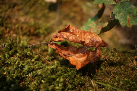 Crisped, folded leaf lying on a bed of moss beneath shrubs, its veins curled into a boatlike form while a thin twig threads through. Muted background hues and shallow focus isolate the autumnal