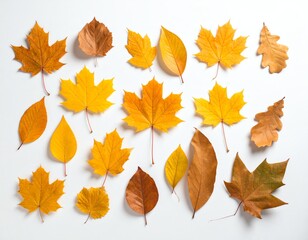 Naklejka premium Golden autumn leaves on a white background.