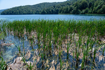 Reeds on the shore of a lake with forest