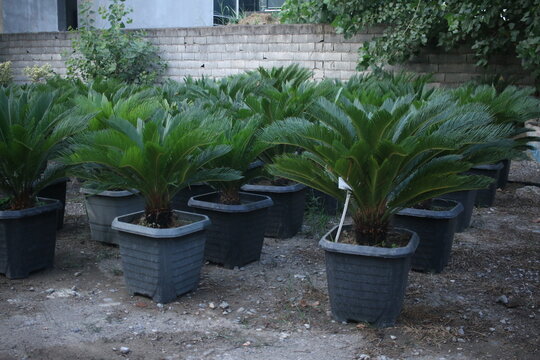 Row of sago palm (cycad) plants in large square plastic pots arranged on bare soil in a nursery yard. Glossy fronds form tight circular crowns, each specimen evenly spaced to create a repeated
