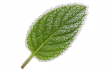 Frosty mint leaf glistening with delicate ice crystals, showcasing winter's crisp, pristine beauty against transparent backdrop