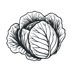 Monochrome cabbage sketch: intricate botanical design with detailed leaf patterns
