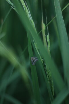 Macro view inside a rice field showing a tiny moth perched on a narrow blade near an emerging panicle. Soft dusk light and a shallow plane of focus isolate the insect&rsquo;s folded wings and delicate