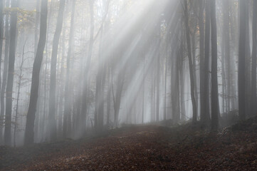 Sunbeams in fog in an autumn forest