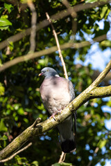 Common Wood Pigeon (Columba palumbus) – Western Palearctic, often in parks & woodlands