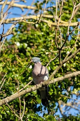 Common Wood Pigeon (Columba palumbus) – Western Palearctic, often in parks & woodlands