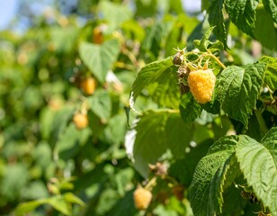 Close-up of yellow raspberries growing on a bush, sunlit leaves in the background