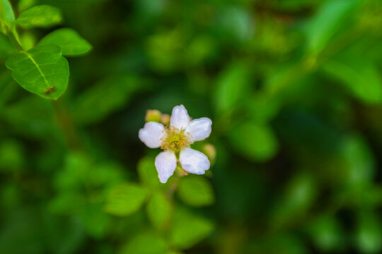 Single tiny wildflower with five white petals and a yellow center rises from blurred greenery in a garden bed. The delicate corolla sits atop a thin stem with small opposing leaves, rendered