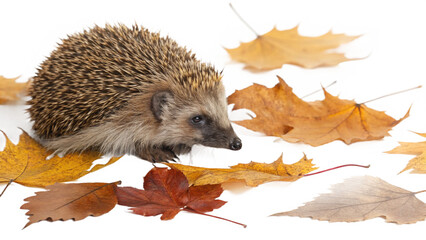 Hedgehog, isolated transparent background