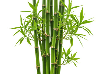 Vibrant green bamboo stalks with fresh leaves on clear. Cut out PNG